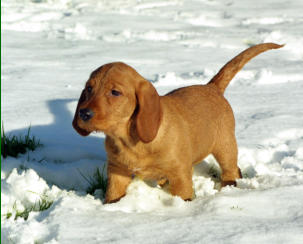 Finn as a puppy in the snow   /   image subject to  © copyright
