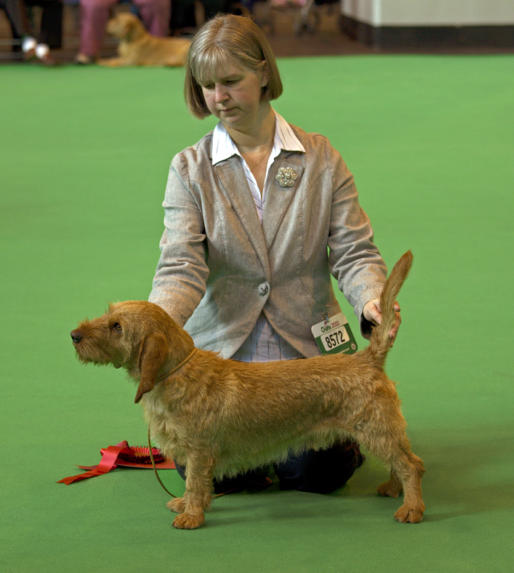 Crufts 2010 1st in SJD    /   image subject to  © copyright